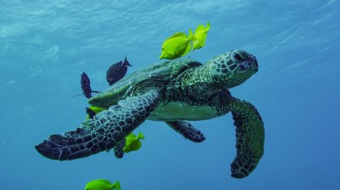 Au cœur des grands parcs américains Volcans d'Hawaï (2).jpg