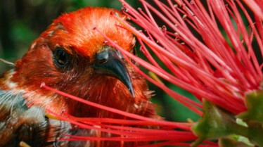 Au cœur des grands parcs américains Volcans d'Hawaï (3).jpg