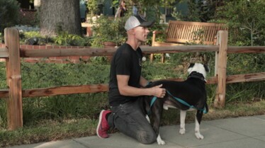 Dog impossible (1).jpg