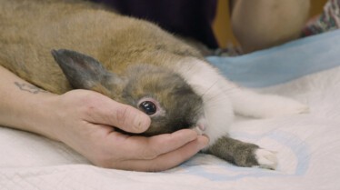 La clinique des animaux exotiques  (1).jpg