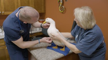 La clinique des animaux exotiques  (2).jpg