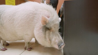 La clinique des animaux exotiques  (3).jpg