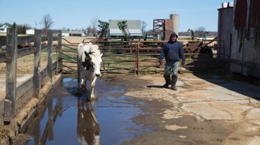 L'incroyable Dr Pol  Lapin géant et compagnie (1).JPG