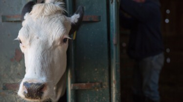L'incroyable Dr Pol  Lapin géant et compagnie (2).JPG