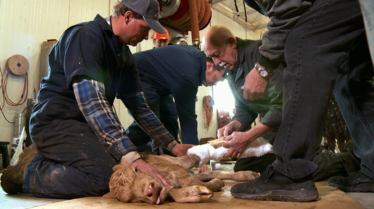 L'incroyable Dr Pol  Renforts à la rescousse  (2).tif