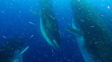 ep105_trackingoceangiants_epicadventureswithbertiegrego_b8461e44.jpeg