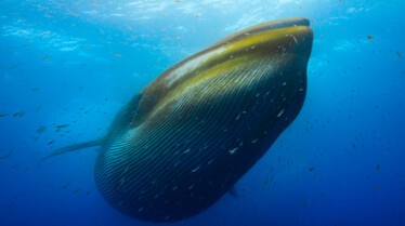 ep105_trackingoceangiants_epicadventureswithbertiegrego_91d80c22.jpeg