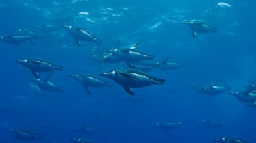 ep105_trackingoceangiants_epicadventureswithbertiegrego_d134e1bd.jpeg