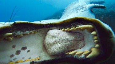 ep105_trackingoceangiants_epicadventureswithbertiegrego_8f7ccad7.jpeg