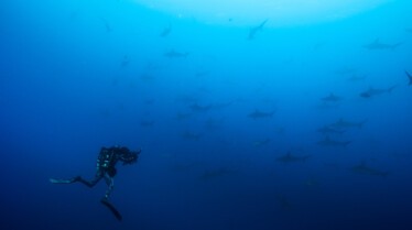 ep104_sharkisland_epicadventureswithbertiegregory_75-cg_cf4d860c.jpeg