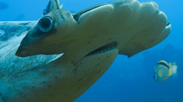 ep104_sharkisland_epicadventureswithbertiegregory_68-cg_e2914e9a.jpeg