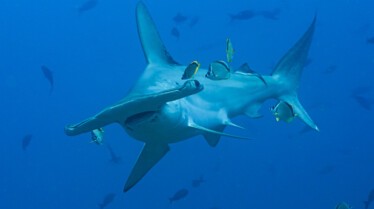 ep104_sharkisland_epicadventureswithbertiegregory_66-cg_da590f35.jpeg