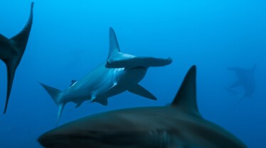ep104_sharkisland_epicadventureswithbertiegregory_09-cg_e36b8875.jpeg