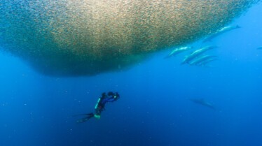 ep102_dolphinquest_epicadventureswithbertiegregory_60-c_4594cc70.jpeg