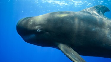 ep102_dolphinquest_epicadventureswithbertiegregory_47-c_ec50b12e.jpeg
