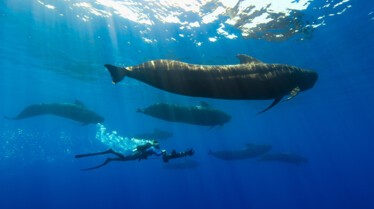 ep102_dolphinquest_epicadventureswithbertiegregory_42-c_6c7bf30e.jpeg