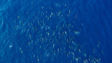 ep102_dolphinquest_epicadventureswithbertiegregory_24-c_49cdfffb.jpeg