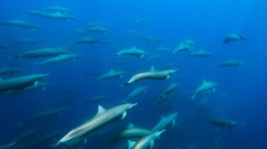 ep102_dolphinquest_epicadventureswithbertiegregory_27-c_06a13687.jpeg