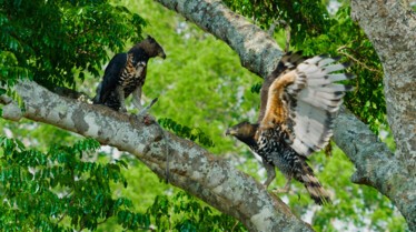 ep101_eaglesreign_epicadventureswithbertiegregory_d002_c1ab823f.jpeg
