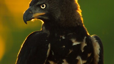 ep101_eaglesreign_epicadventureswithbertiegregory_06-cg_e662e813.jpeg