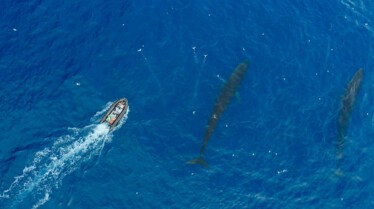 ep105_trackingoceangiants_epicadventureswithbertiegrego_27a5f3ba.jpeg