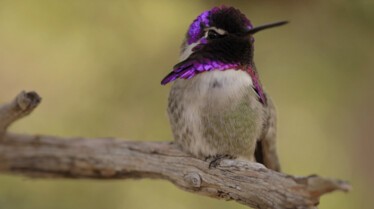 America's National Park Saguaro (2).jpg
