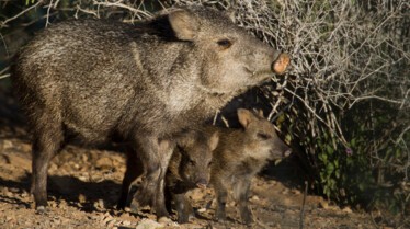 America's National Park Saguaro.JPG
