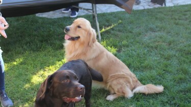 Cesar Millan Dog Therapy.jpg