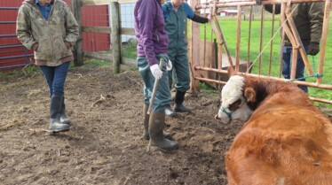 Dr.Pol The Return of Dr. Strangeglove (3).jpg