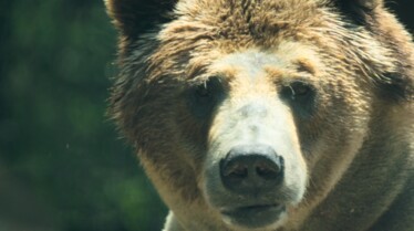 Secrets of the Zoo Running Otter Time (2).jpg