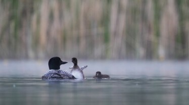 America'sNationalPark Everglades.jpg