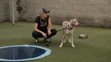 DogImpossible When Hari Met Sari (2).jpg