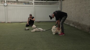 DogImpossible When Hari Met Sari (3).jpg