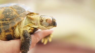 Dr. K's Exotic Animal ER Can't Bite Me Love! (2).jpg