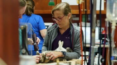 Dr. K's Exotic Animal ER Can't Bite Me Love! (3).jpg