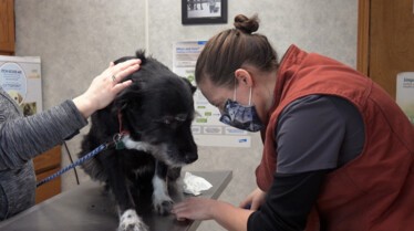 DR.Pol Another Day Another Collar (3).JPG