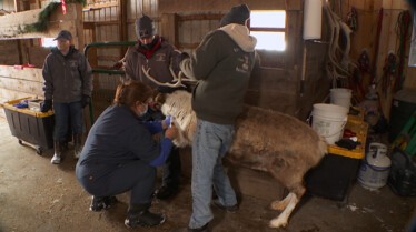 DR.Pol Another Day Another Collar.JPG