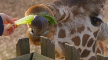 Secrets of the zoo Giraffic Park (2).jpg