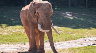 Secrets of the zoo Giraffic Park.jpg