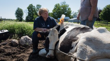 L'incroyable Dr Pol  Vive les vaches ! (2).jpg