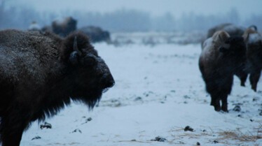 America's Greatest Animals, 1 (2).jpg
