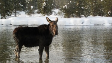 America's Greatest Animals, 1 (3).jpg