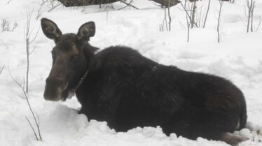 America's Greatest Animals, 1.jpg