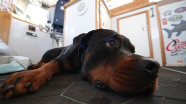 Pêche à haut risque Dog Day.jpeg