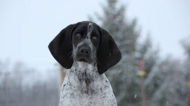 L'incroyable Dr Pol  Le plus fidèle des compagnons (1).jpg