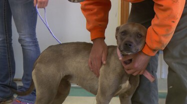 L'incroyable Dr Pol  Le plus fidèle des compagnons (3).jpg