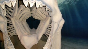 Prédateurs de la Préhistoire  Le requin monstre (1).JPG