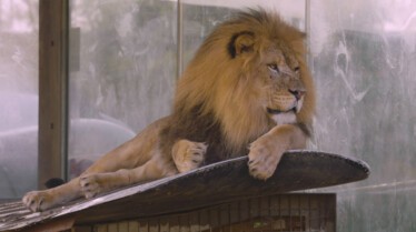 Roary the Lionheart (1).jpg