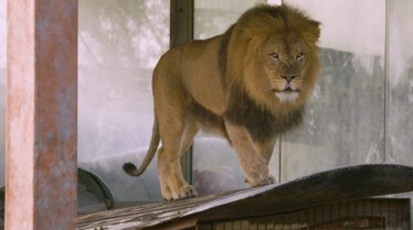 Roary the Lionheart (3).jpg