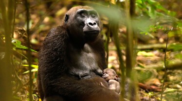 GorillasCloseUp_04.jpg